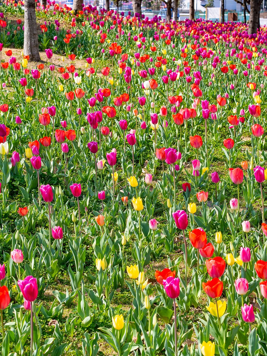 tulip, spring, tulip fields, flowers, natural, garden, spring flowers HD wallpaper
