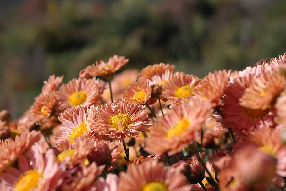 flower, orange, spring, flowers, petals, beautiful, fresh, flowering plant HD wallpaper