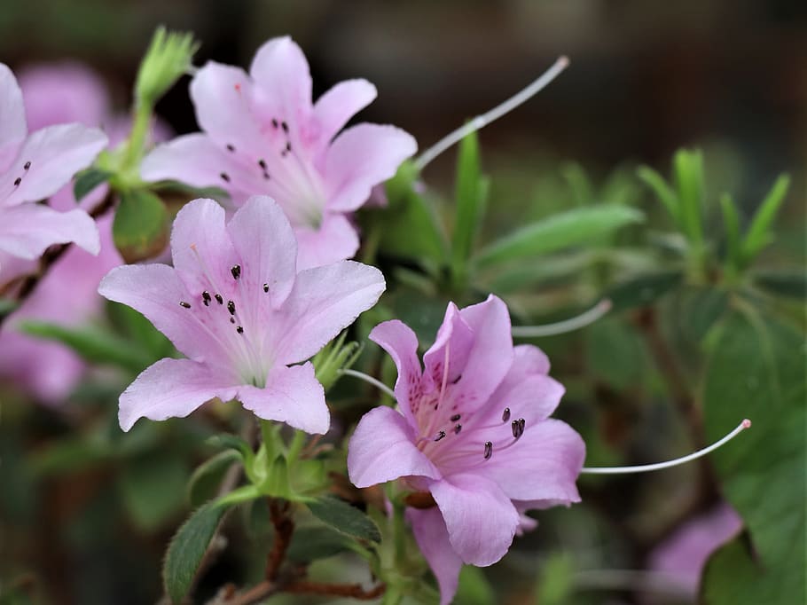 flowers, pink, garden, spring, bloom, bouquet, nature, flora HD wallpaper