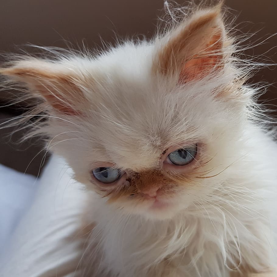 cat, kitten, domestic cat, pets, animal themes, domestic animals HD wallpaper