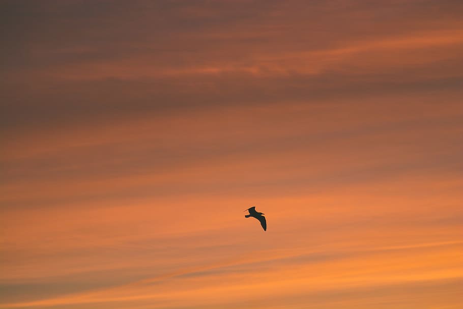 bird, sunset, cloud, flying, sky, animal themes, vertebrate HD wallpaper