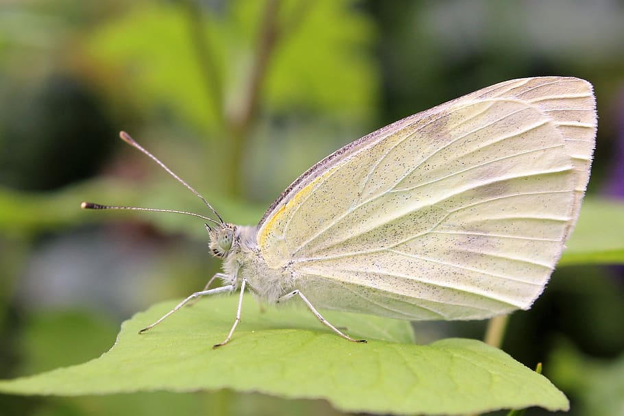 Macro Photography of Veined-white Butterfly on Leaf, close-up HD wallpaper