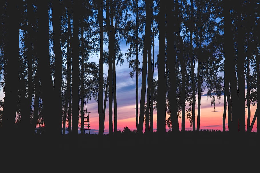 nature, landscape, forest, trees, bark, branches, leaves, sky HD wallpaper