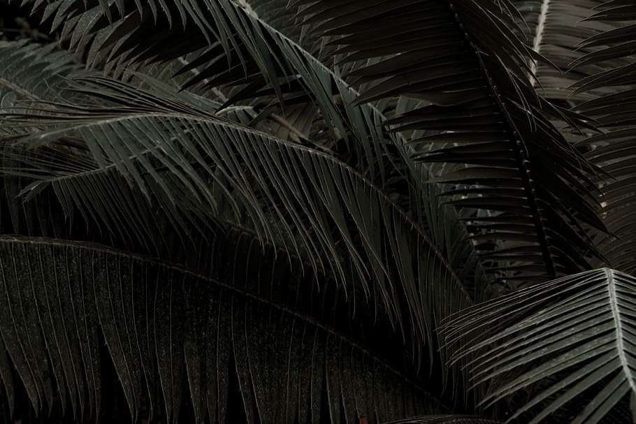 coconut tree leaves, leaf, plant part, palm tree, no people, palm leaf HD wallpaper