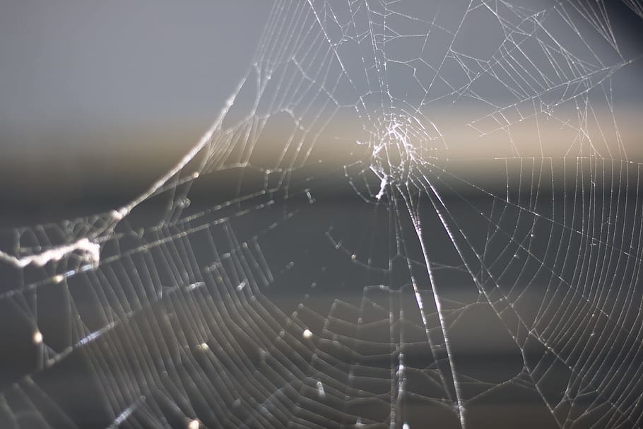 spider, web, close-up, spider web, fragility, vulnerability HD wallpaper