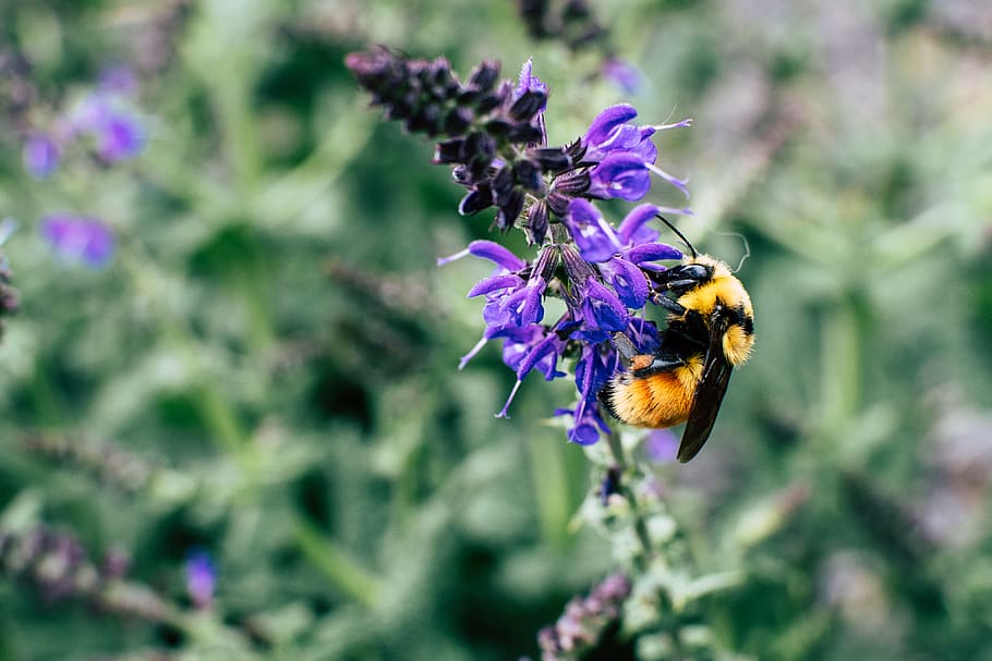 Macro Shot Of Black and Yellow Bee On Purple Flower, bumblebee HD wallpaper