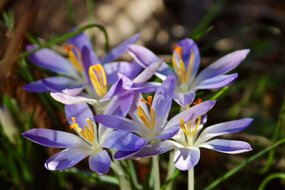 spring, early bloomer, nature, flower, plant, spring flower HD wallpaper