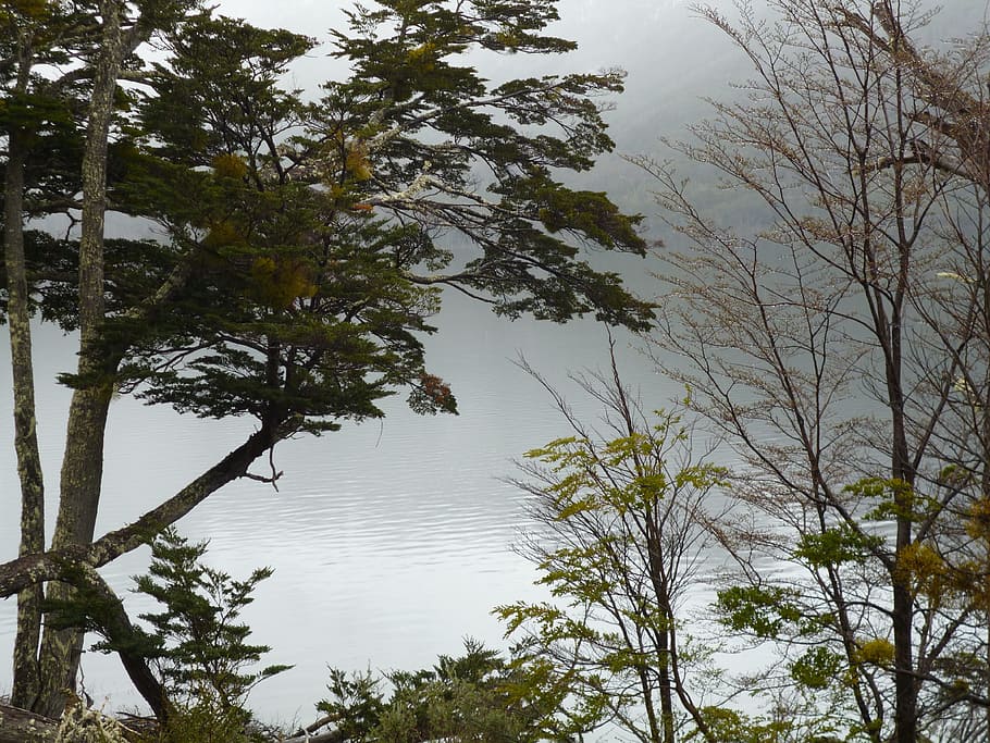 tree, nature, forest, wilderness, branch, plant, leaf, lake HD wallpaper