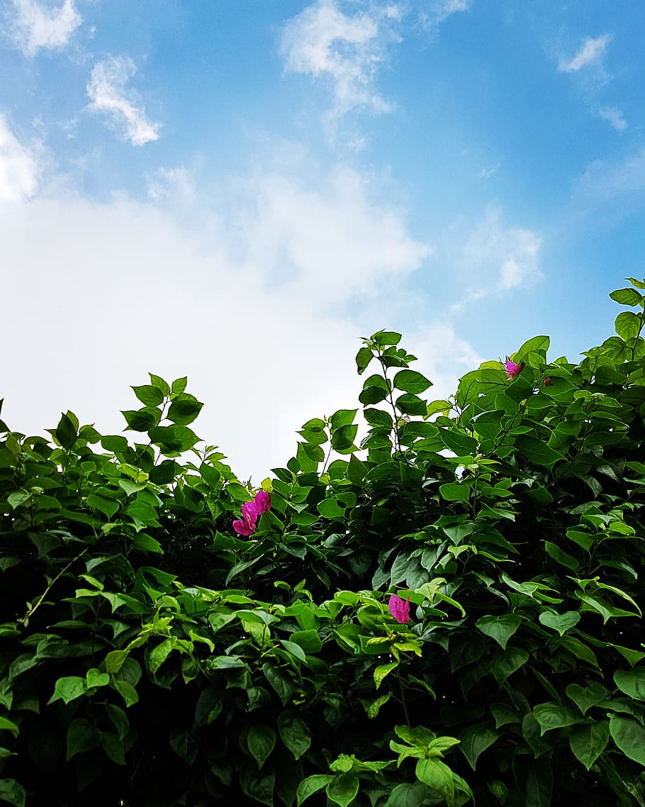 bangladesh, dhaka, gulshan 2, growth, plant, plant part, leaf, HD wallpaper