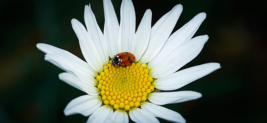 ladybug, marguerite, beetle, macro, insect, flower, nature HD wallpaper