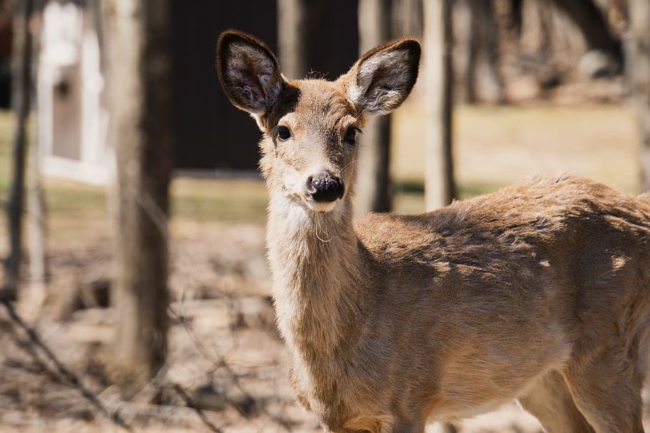 brown deer, wildlife, animal, mammal, united states, lake wallenpaupack HD wallpaper