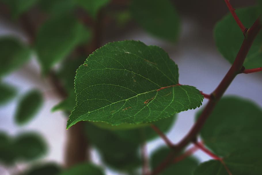 Shallow Focus Photography of Green Leaf, beautiful, blur, bright HD wallpaper