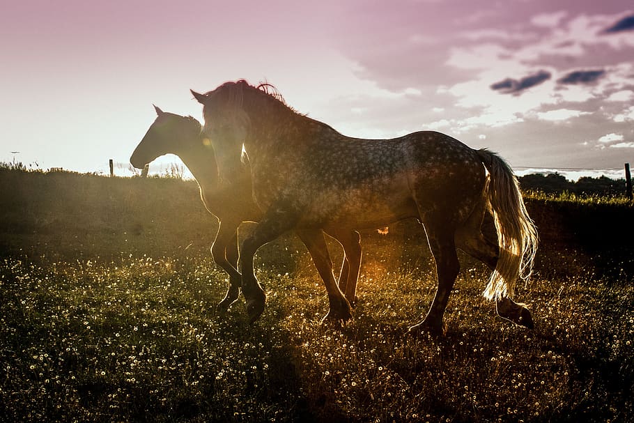 sunset, horses, agility, shadow, sunlight, evening sun, cowboy HD wallpaper