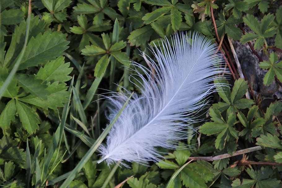 nature, grass, white, a feather, leaf, plant, plant part, growth HD wallpaper