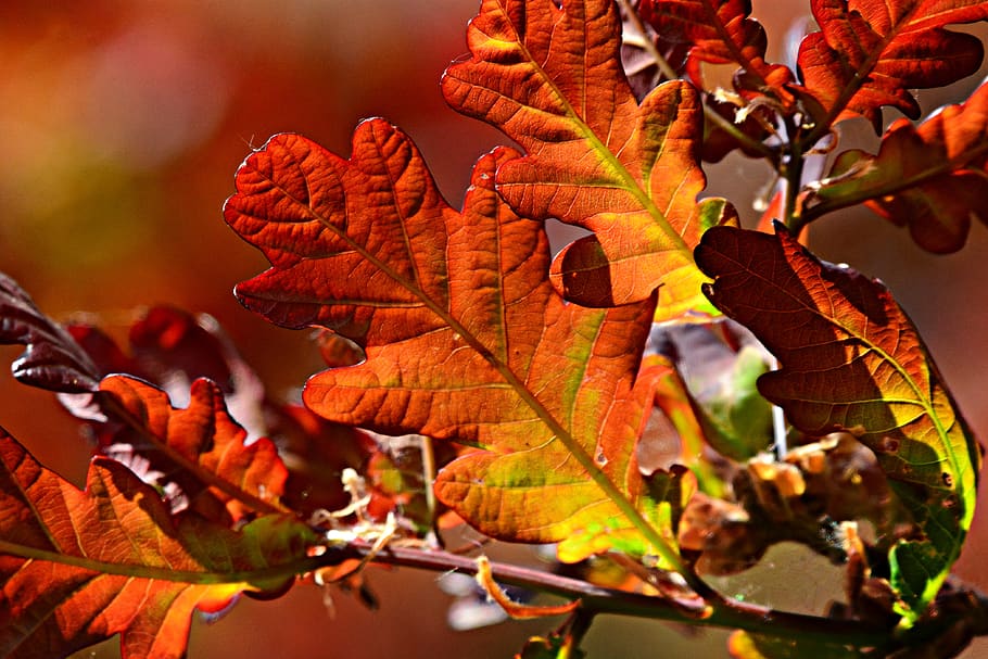 leaf, foliage, vein, pattern, twig, branch, tree, spring time HD wallpaper