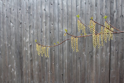 plant, tree, nature, yard, outdoors, fence, leaf, backyard HD wallpaper