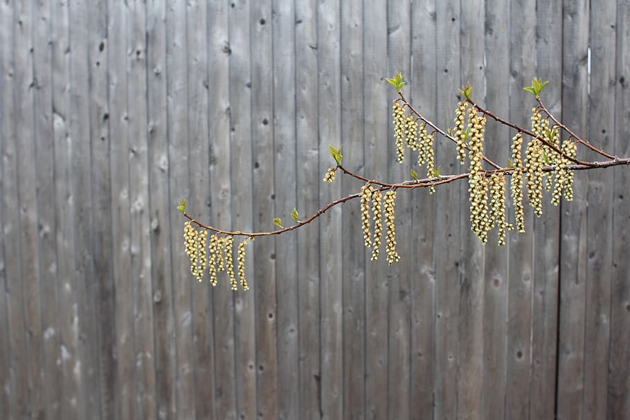 plant, tree, nature, yard, outdoors, fence, leaf, backyard HD wallpaper