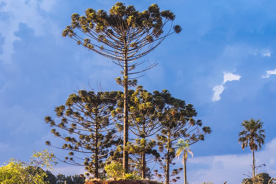 trees, árvores, araucaria, green, verde, plant, sky, low angle view, HD wallpaper