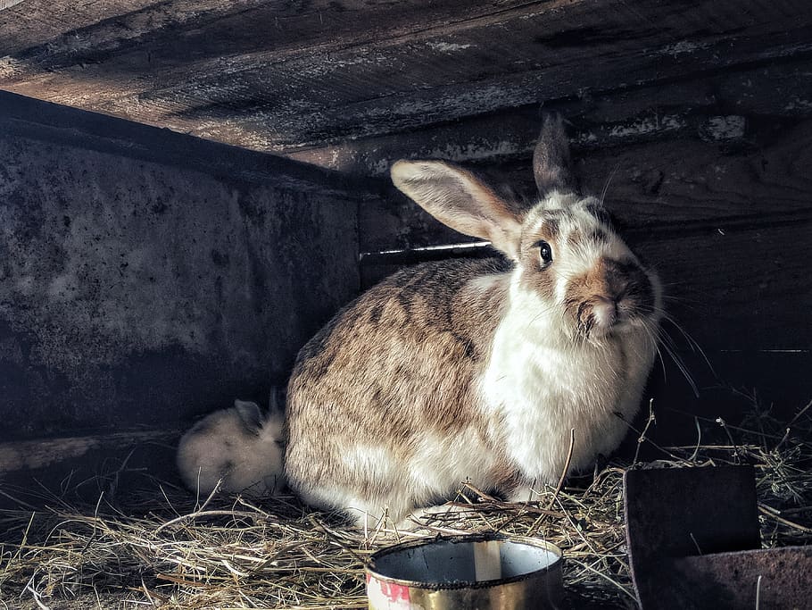 hungary, olaszliszka, mammal, animal themes, pets, one animal HD wallpaper
