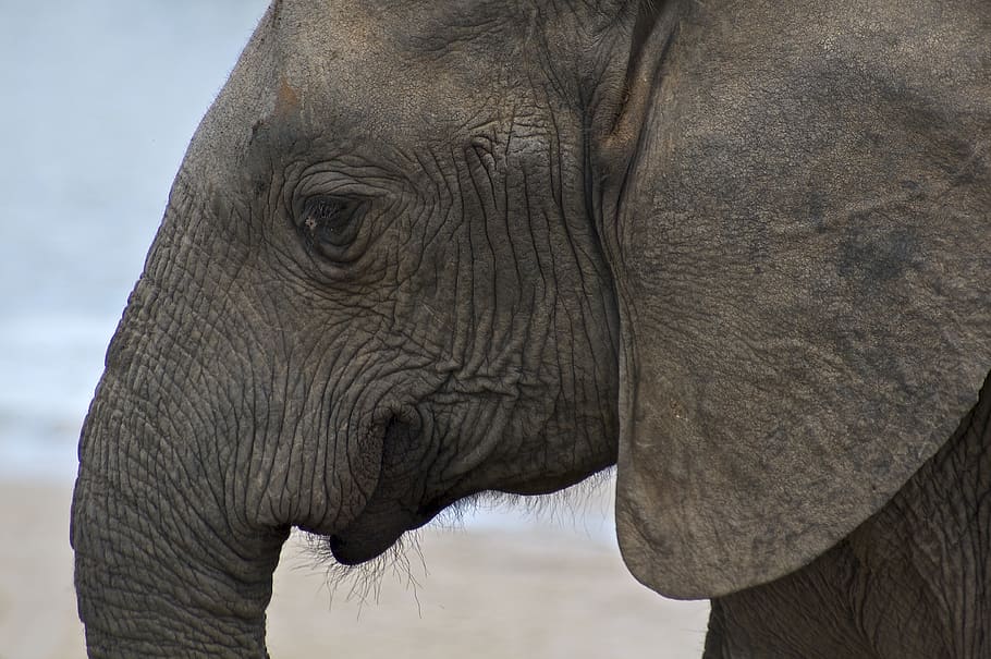 gray elephant, one animal, animal themes, animal body part, animals in the wild HD wallpaper