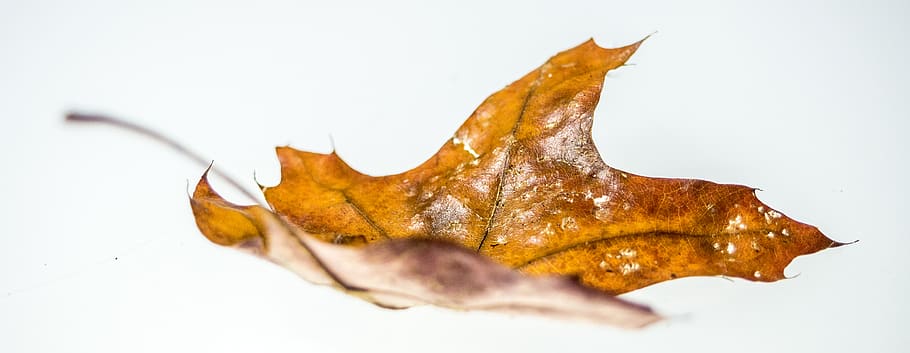 brown maple leaf, plant, flora, no people, animal themes, indoors HD wallpaper