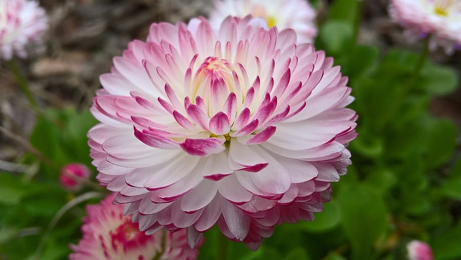 Shallow Focus Photography of Pink Flower, beautiful, bloom, blooming HD wallpaper