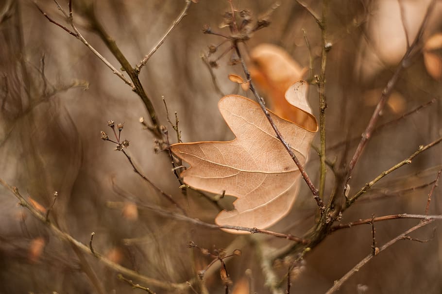 macro, sheet, branch, autumn, nature, flora, plant, plant part HD wallpaper