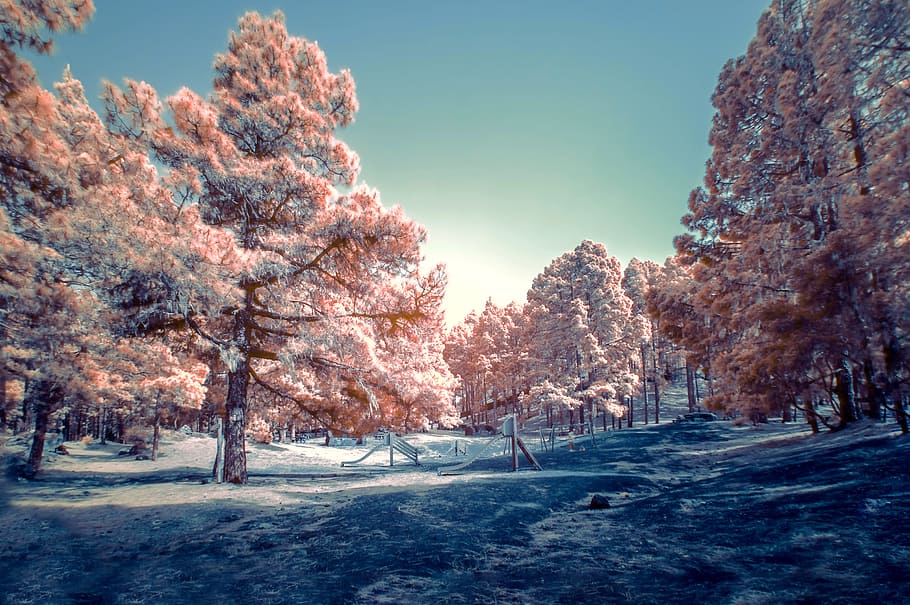 Cherry blossom trees digital wallpaper, landscape, sky, snow HD wallpaper