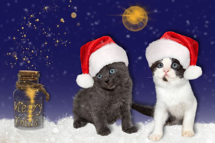cat, young, christmas, hats, red, star, christmas time, christmas motif HD wallpaper