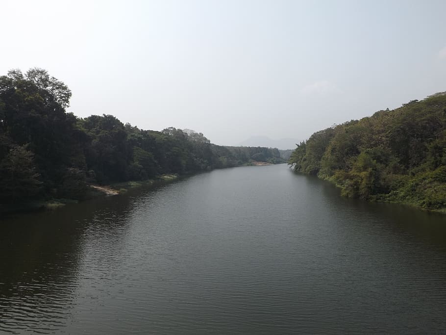 india, nilambur, water, tree, beauty in nature, tranquility HD wallpaper