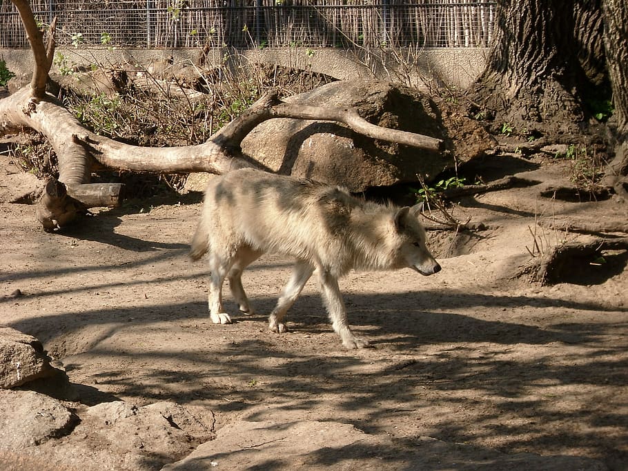 wolf, raubtier, wölfe, zoo, tierpark, weißer wolf, animal, HD wallpaper