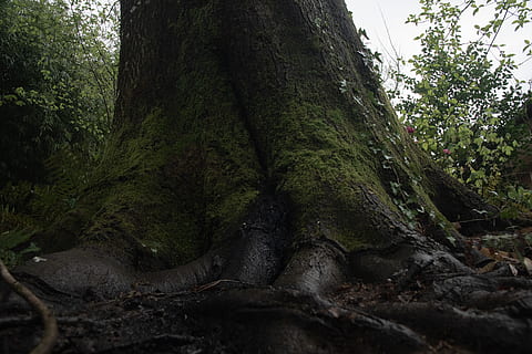 plant, root, tree, tree trunk, ground, oak, ivy, garden, roots HD wallpaper