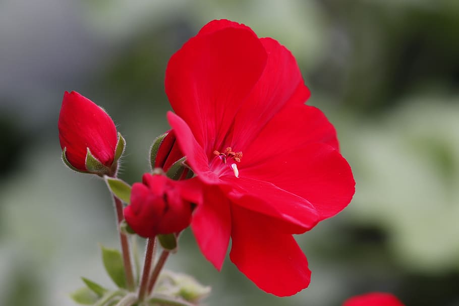 geranium, blossom, bloom, red, balcony plant, close up, beautiful HD wallpaper