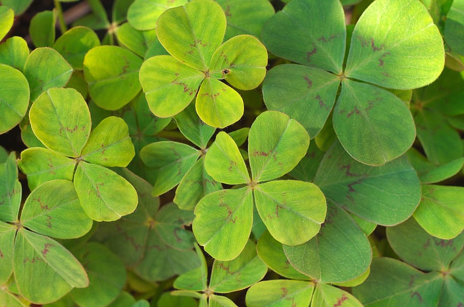 plant, leaf, green, blossom, flower, geranium, nature, macro HD wallpaper