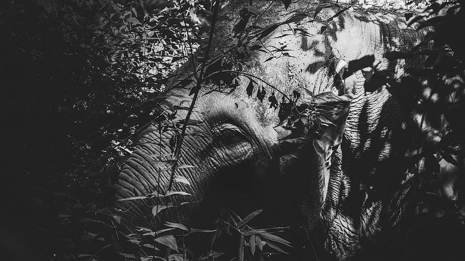 elephant by tree, vegetation, plant, nature, chiang mai, thailand HD wallpaper