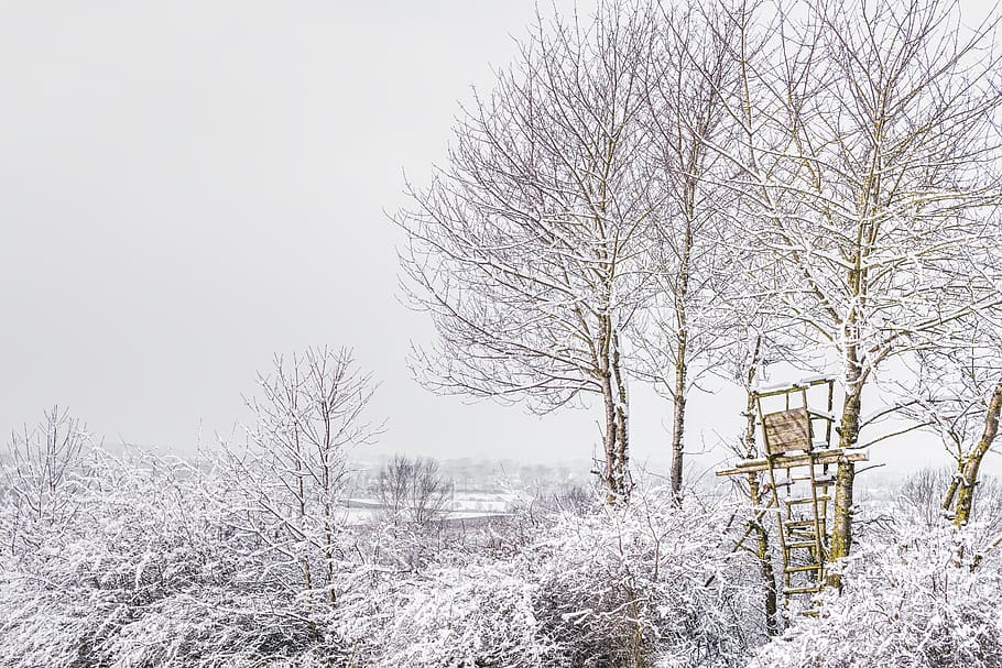 Trees during Winter, branches, cold, daytime, environment, fog HD wallpaper