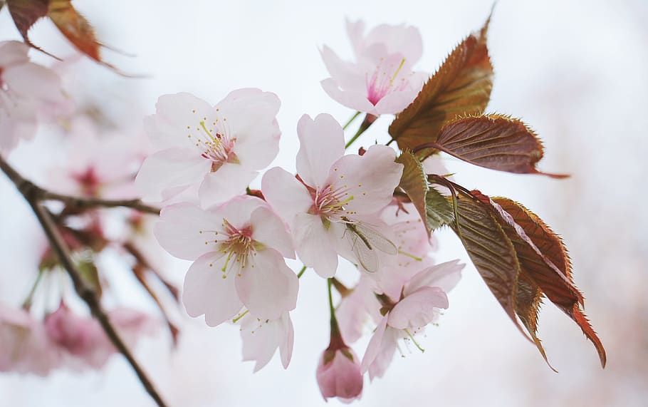 White Petaled Flower, bloom, blooming, blossom, blur, branch HD wallpaper
