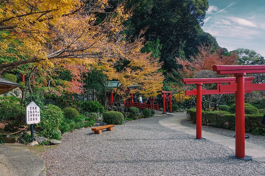 autumn, leaves, fall, path, plant, tree, change, nature, the way forward HD wallpaper
