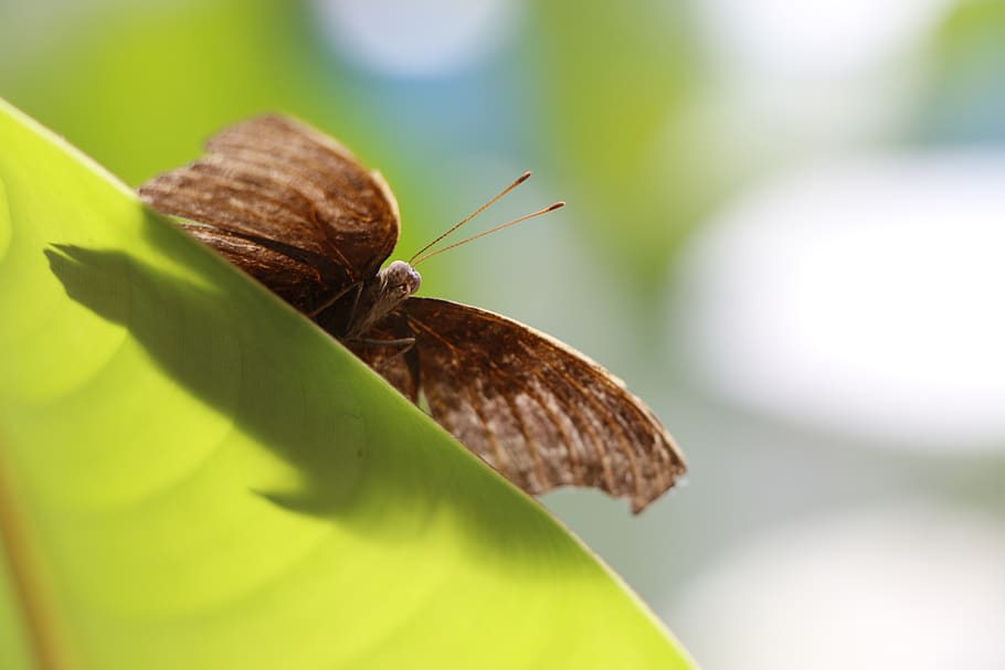 butterfly, leaf, moth, nature, invertebrate, animal themes HD wallpaper