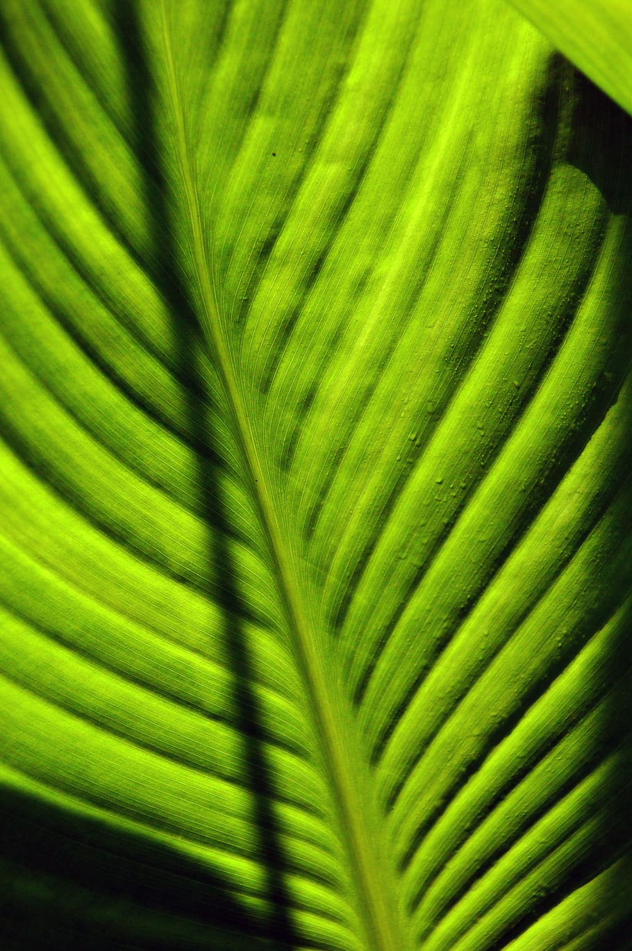 foliage, green, worth, leaf veins, bright, leaves, structure HD wallpaper