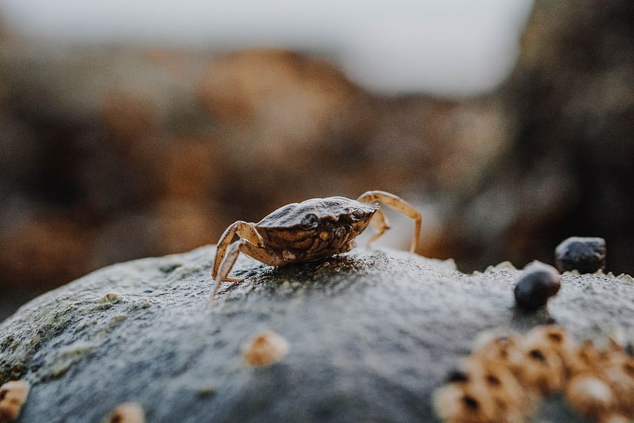 black and brown crab, rock, water, sea, ocean, legs, shell, animal, HD wallpaper