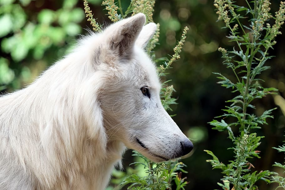 wolf, white wolf, nature, animal, animal themes, mammal, one animal HD wallpaper