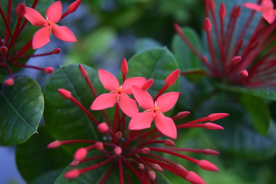 flowers, red, star, nature, garden, plant, beauty in nature HD wallpaper
