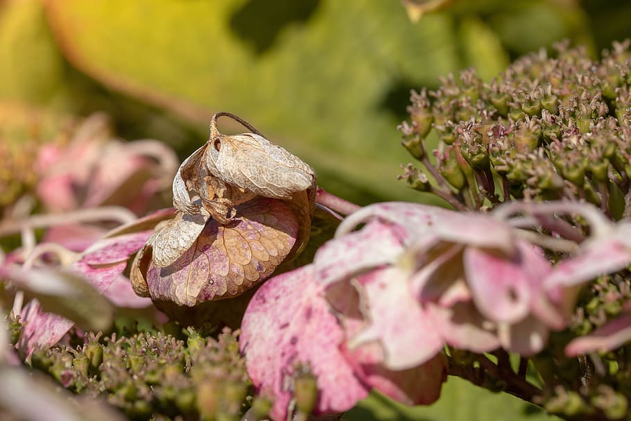autumn leaf, hydrangea, transience, garden, vegetable, transient HD wallpaper