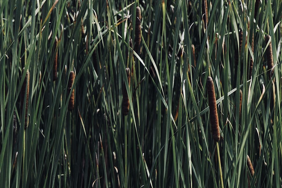 green, cat tails, cattails, background, grass, summer, wallpaper HD wallpaper