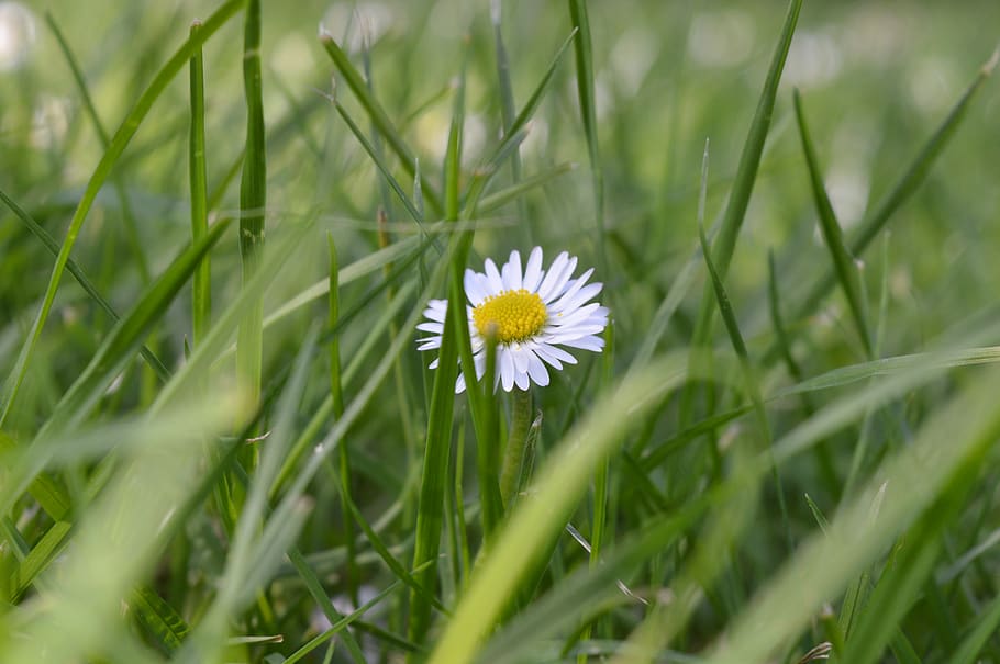 canada, vancouver, spring, flowers, plant, freshness, flowering plant HD wallpaper