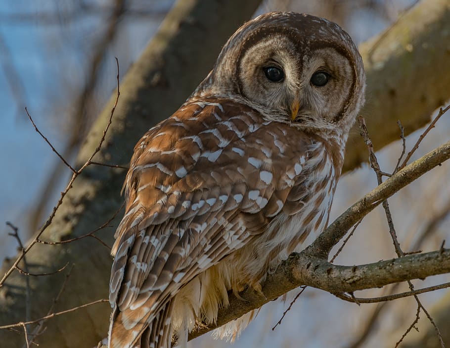owl perched on tree branch, animal wildlife, animal themes, vertebrate HD wallpaper