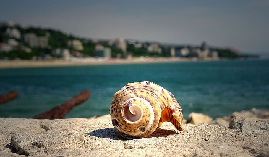 Brown Shell on Stone Near in Sea, beach, macro, ocean, rock, seashell HD wallpaper