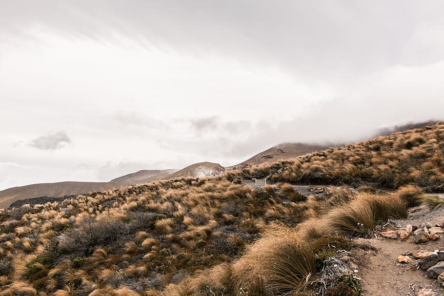 tree, windswept, moody, art, landscape, nature, air, sky, new zealand HD wallpaper