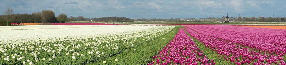 tulip, flowers, netherlands, holland, tulp, nederland, plant, HD wallpaper